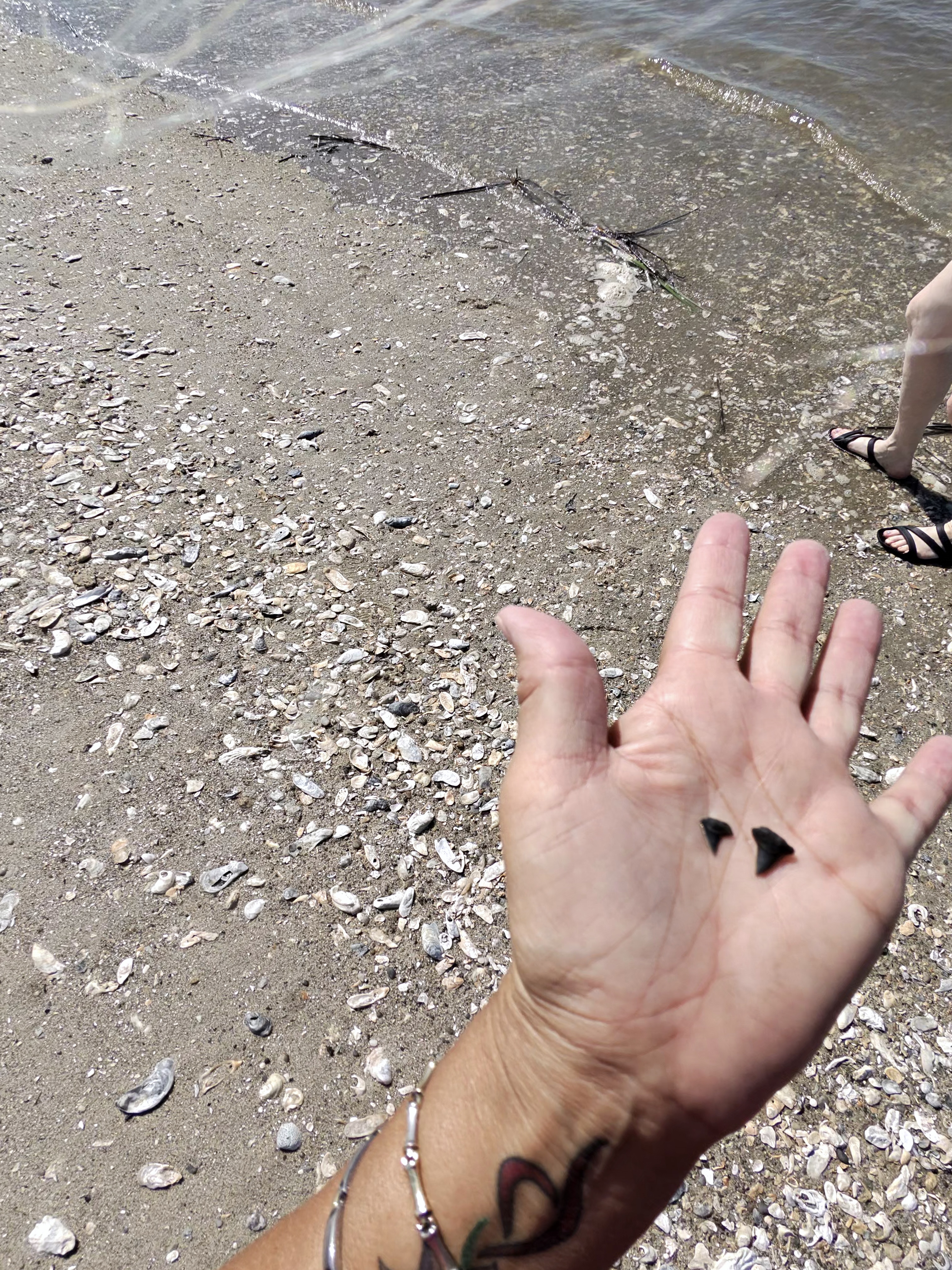 Shark Teeth, Dinghies & a Day on the Marsh, marina outing photograph 6