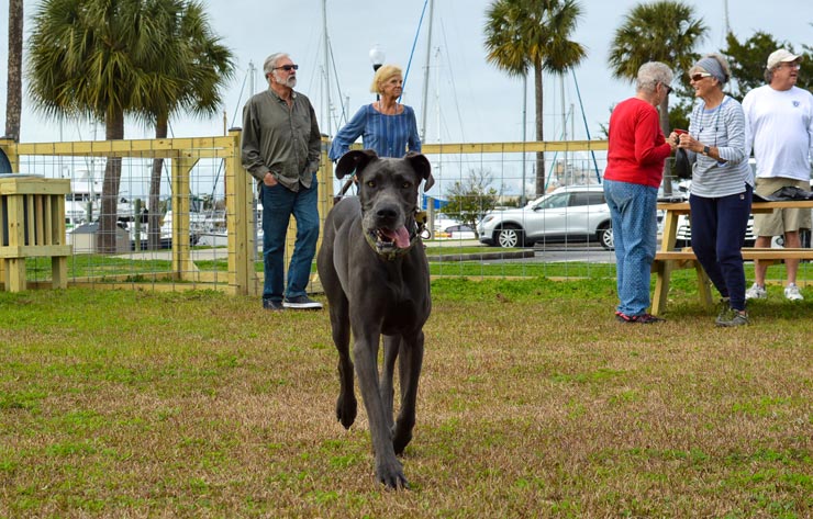 Grassy fenced dog park beside Brunswick Landing Marina